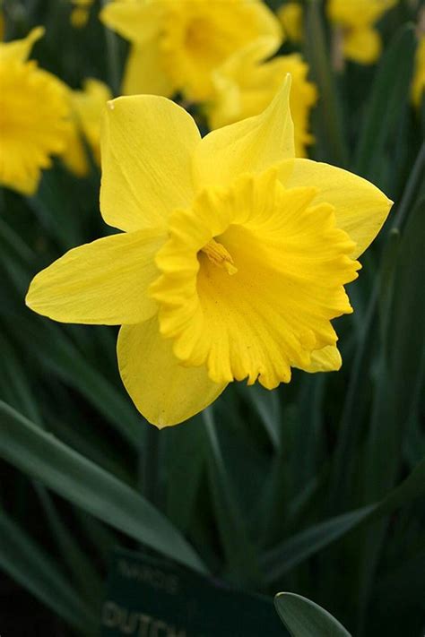 Decembers Birth Flower Narcissus And Holly