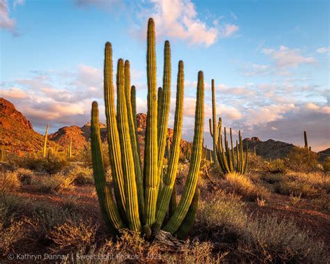 Organ Pipe Cactus National Monument Archives Sweet Light Photos