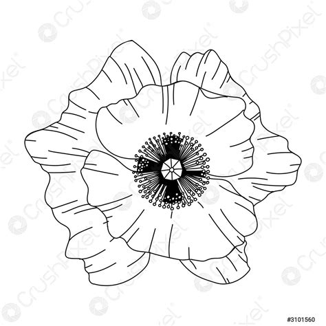 Poppy Flower Drawings Premium Vector Poppy Leaf And Flower Drawings