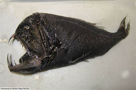 Weird Fish List With Pictures And Facts The Worlds Weirdest Fish