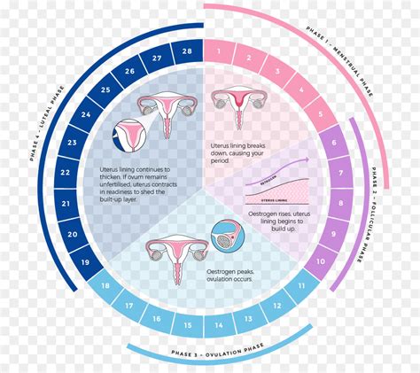 Cycle Menstruel La Menstruation Phase Lutéale Png Cycle Menstruel
