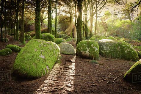 Moss Covered Rocks On Field In Forest Stock Photo Dissolve