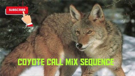 Coyote Hunting Call Mix Sequence 1 Free Download Youtube