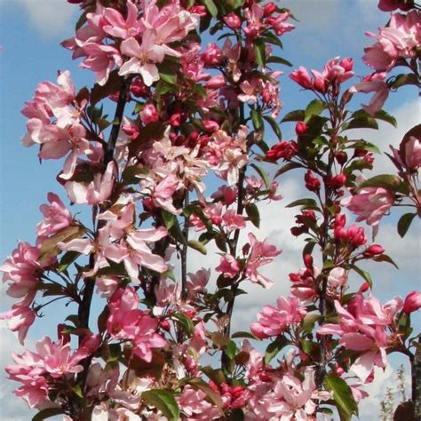 Malus Red Obelisk Buy Pink Flowering Upright Crab Apple