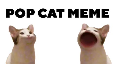 Download Pop Cat Know Your Meme By Stephanieweber Popcat