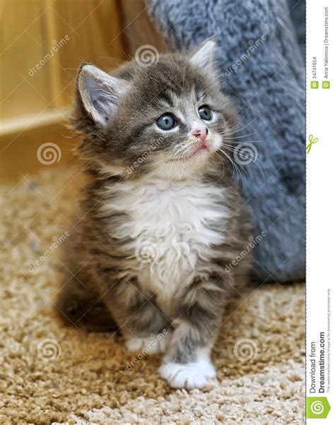 Fluffy Gray And White Kitten Stock Photo Image Of Hair