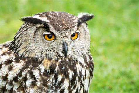 Great Horned Owl Head Close Up Stock Photo Image 47741474