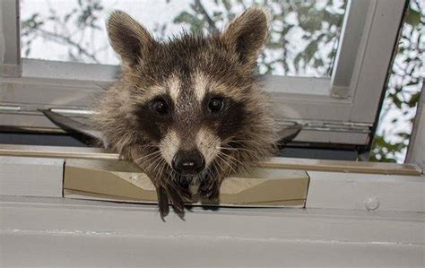 Blog Help I Cant Seem To Keep Raccoons Out Of My Tampa Yard