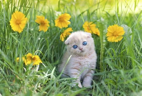 How do you keep cats from pooping in flower beds? How to Make Cats Stop Pooping in Flower Beds and Gardens ...