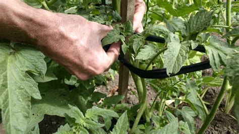 8 Best Tomato Plant Ties A Buyers Guide