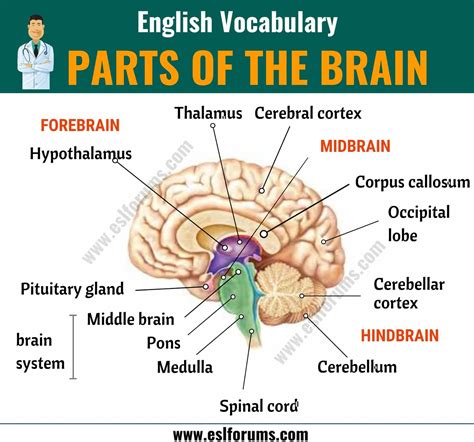 Parts Of The Brain Different Parts Of Brain And Their Functions Esl
