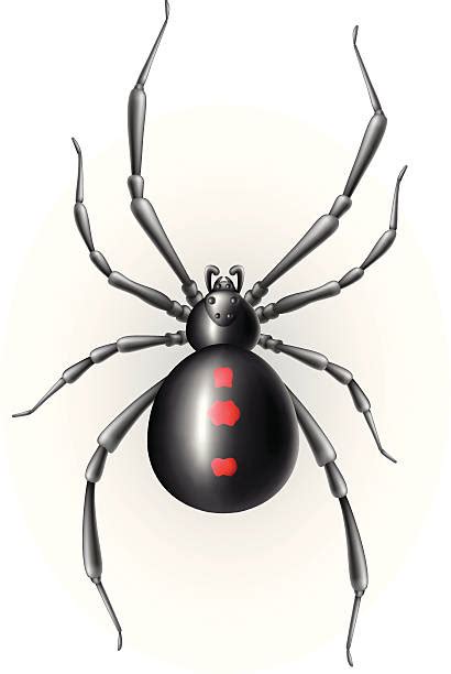 Best Black Widow Spider Illustrations Royalty Free Vector Graphics