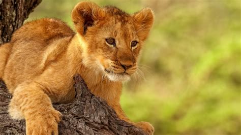 Download 1366x768 Wallpaper Lion Cub Cute Animal Tablet