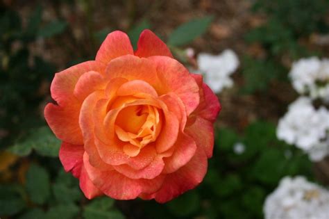 Tropicana Rose Pretty Colours Hybrid Tea Roses Rose