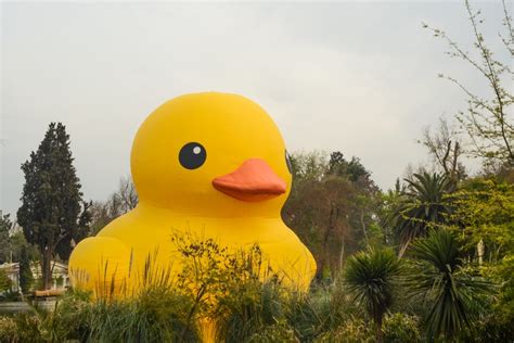 El Pato De Hule Gigante Ahora Llega Al Parque De La Familia