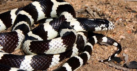 King Snake Animal Facts Lampropeltis Elapsoides Wiki Point