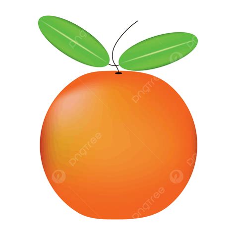 Oranges Clipart Transparent Background Orange Png Vector Orange
