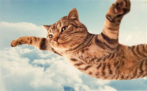 Flying Clouds Funny Cat For Phone Wallpapers 2560x1600