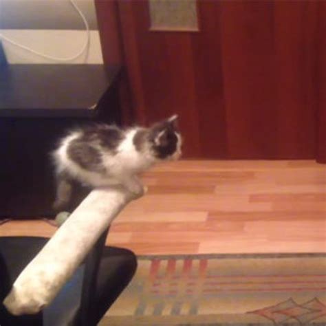 this adorable kitten failing to jump onto a table represents all of us trying to get to friday