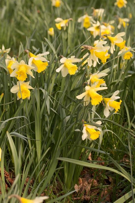 1 1000 Lobularis Wild Daffodil Bulbs Narcissus Pseudonarcissus Wild