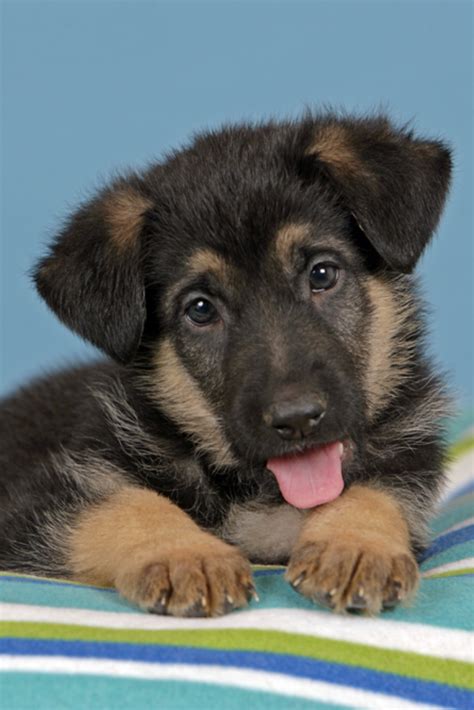 Cool Cute Puppy German Shepherd Pics 2022 Greenal