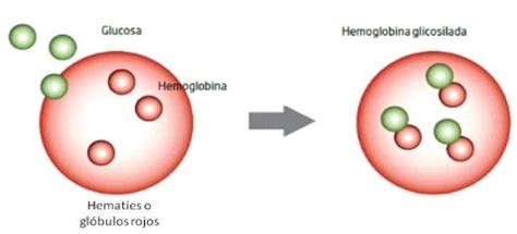 ¿qué Es La Hemoglobina Glucosilada Hba1c Vidiabetes