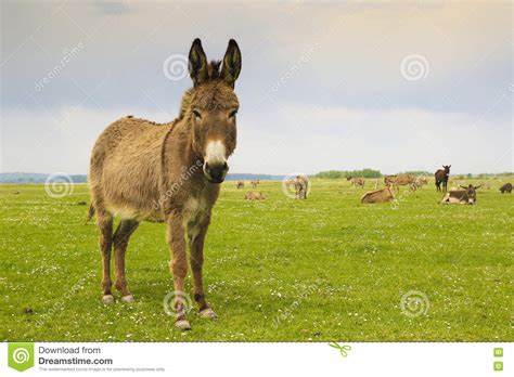 Drove Of Donkeys Stock Photo Image Of Playing Domestic