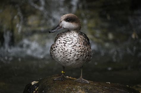 Marbled Teal Zoo Guide