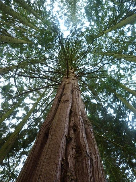 Free Photo Redwood Sequoia Flora Tree Free Image On Pixabay 249536