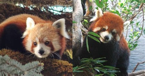 There Are Now 2 Species Of Red Panda Study Finds