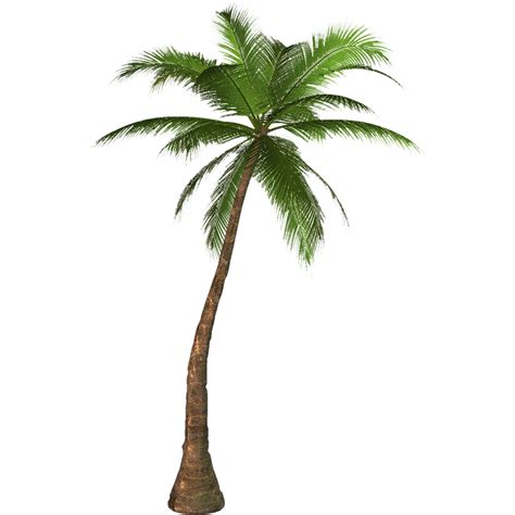 Transparency Palm Trees Portable Network Graphics Clip Art Summer