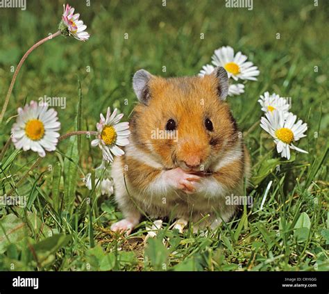 Golden Hamster Meadow Stock Photo Alamy