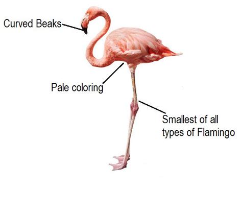 Fancy Flamingos