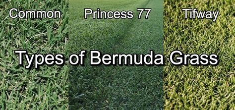 Types Of Bermuda Grass The Best Variety For Your Lawn