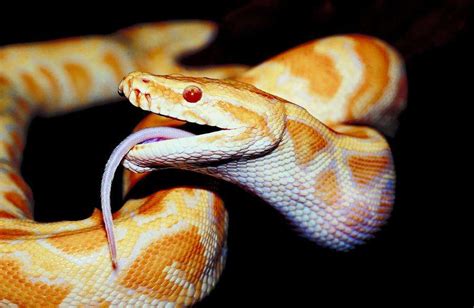 Ball Python Growth Rate Pythons Review