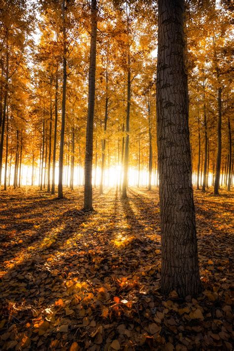 Light Shining Through The Trees Smithsonian Photo Contest