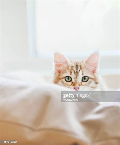 Scared Kitten Photos And Premium High Res Pictures Getty Images
