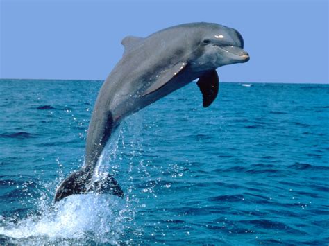 Wallpapers Dolphin On The Ocean