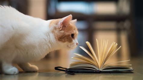 Reading Cats Computer Wallpaper 47 Images