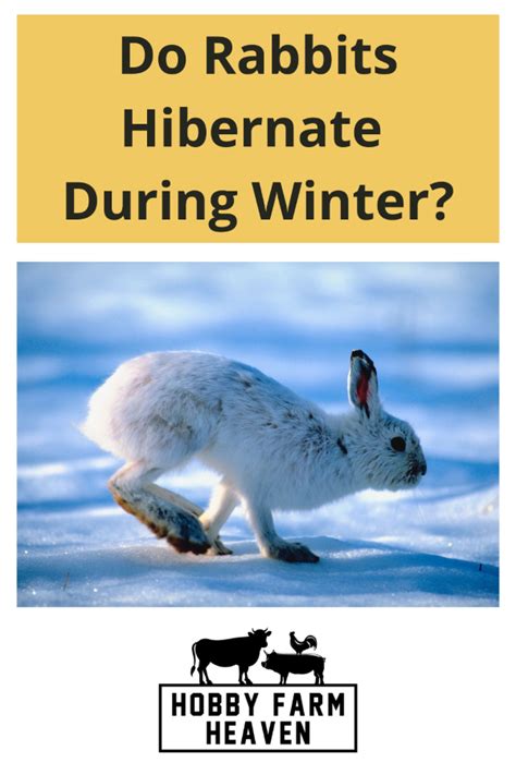 Do Rabbits Hibernate During The Winter? · Hobby Farm Heaven
