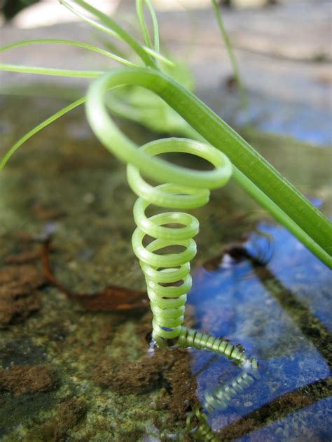 Spirals In Nature Original Beauty