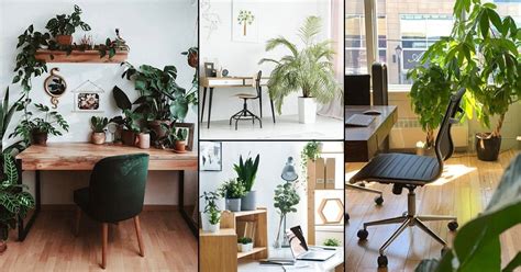 20 Office Plant Decor Ideas For Green Working Environment