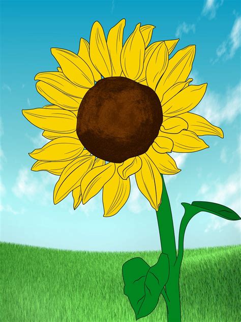 Sunflower Drawing Color At Getdrawings Free Download