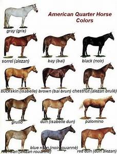 American Quarter Horse Colors Horse Color Chart American Quarter