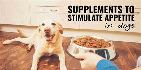 7 Best Supplements to Stimulate Appetite in Dogs - Types, List & FAQ