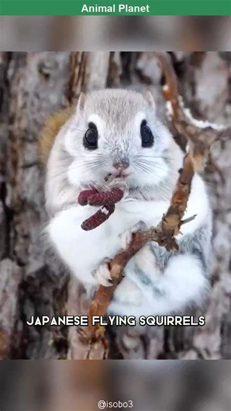 Japanese Flying Squirrel One Of The Cutest And Most Exotic Animals In