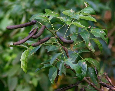 Flora De Puerto Rico Ilustrada Papo Vives Caesalpinoideae Senna