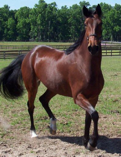 Standardbred Horse Most Beautiful Horses All The Pretty Horses