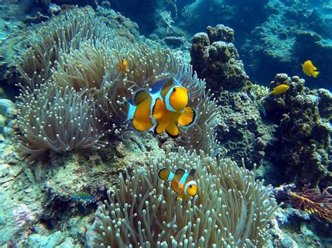 Scuba Diving Phi Phi Islands In Thailand Splashpacker