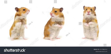 Hamsters Standing On Hind Legs Isolated Stock Photo 2177862211